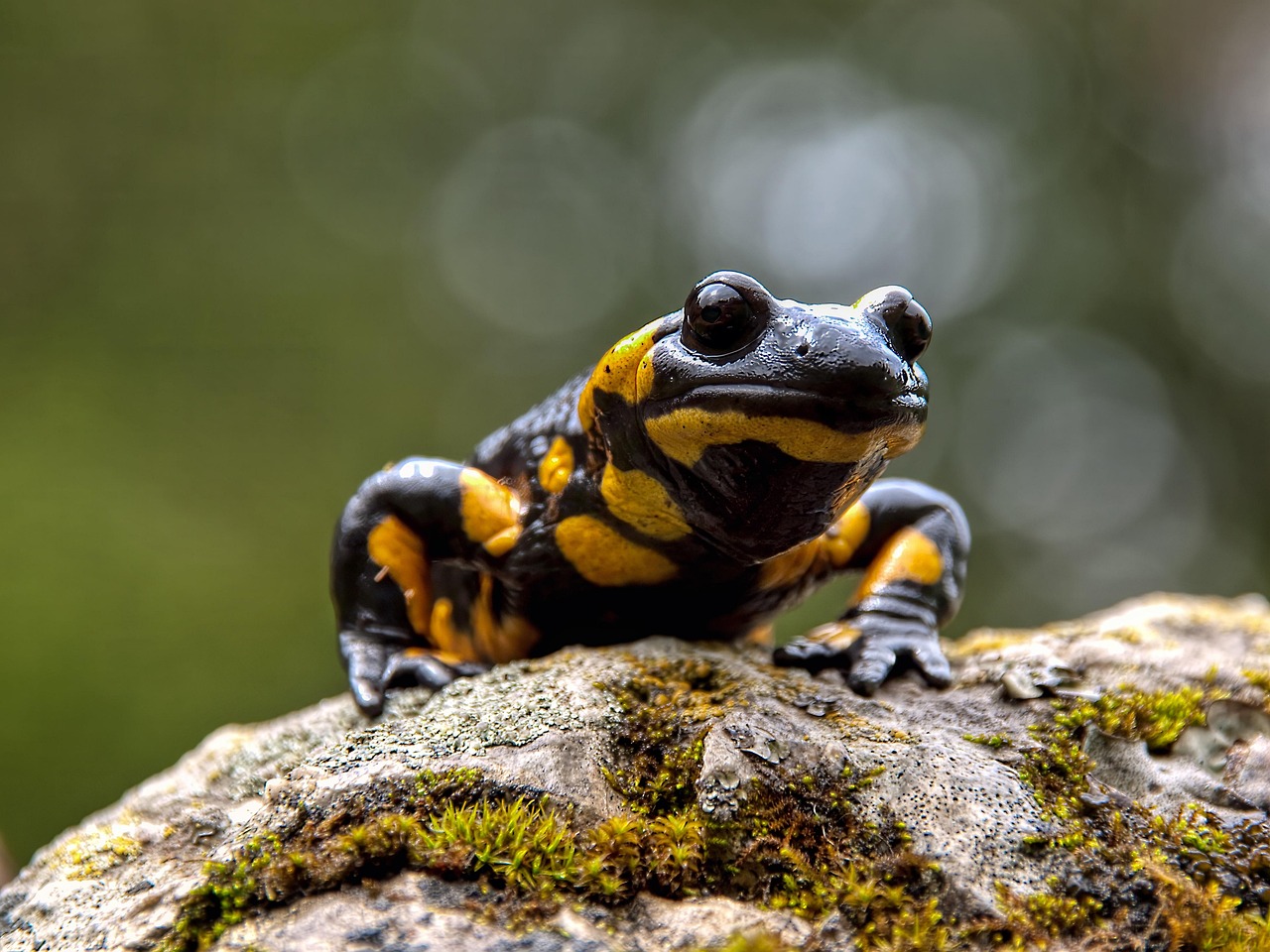 salamandre_pixabay.jpg