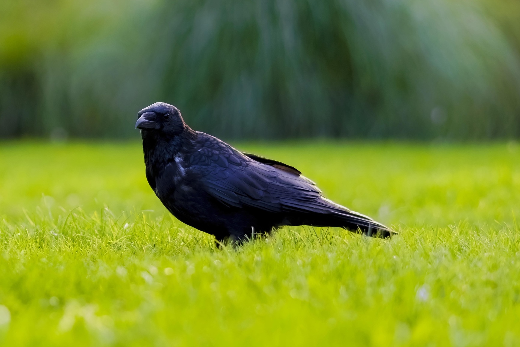 corvus_librededroit.jpg (corvus_librededroit.jpg)