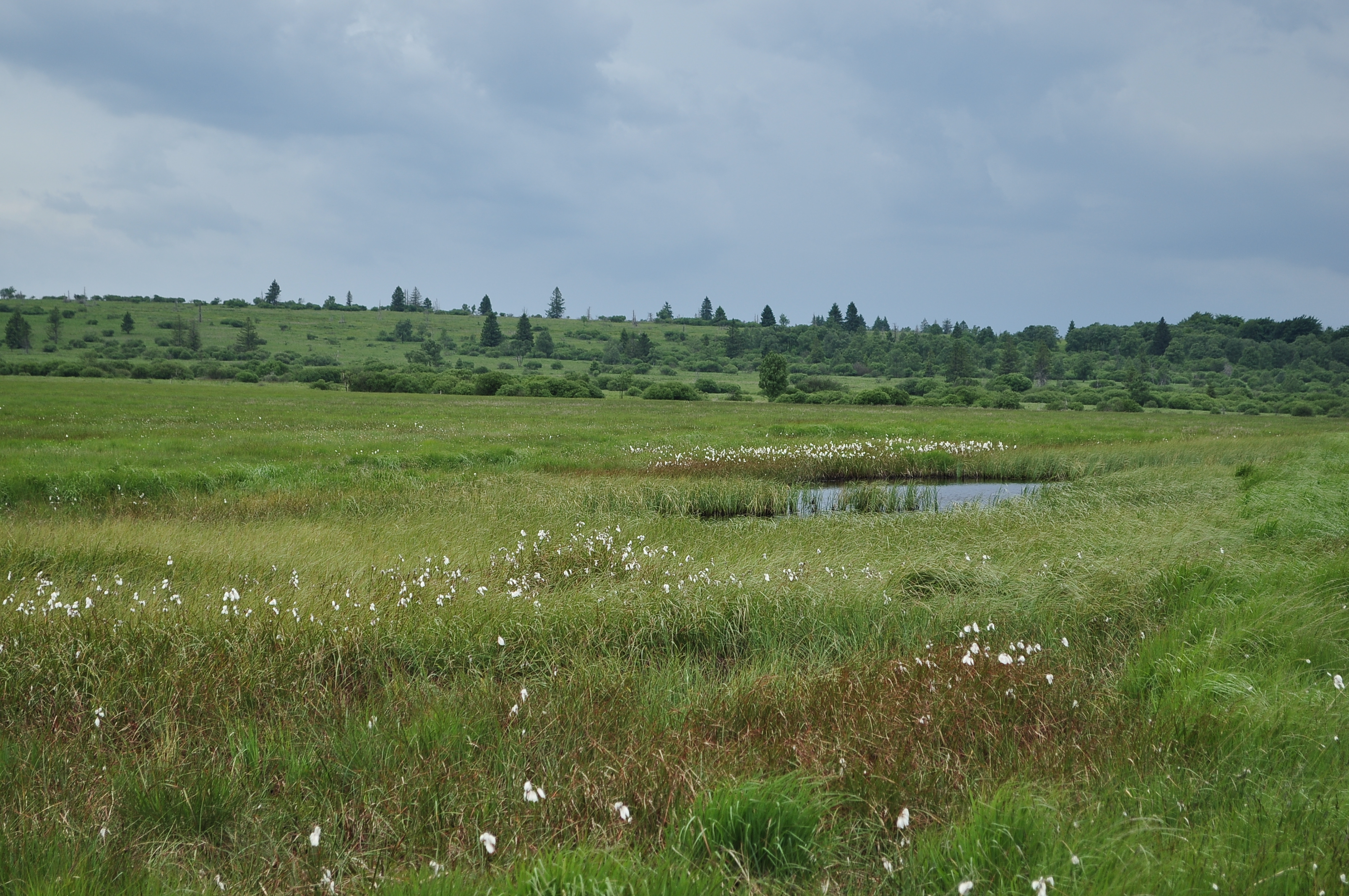 Hautes fagnes.JPG