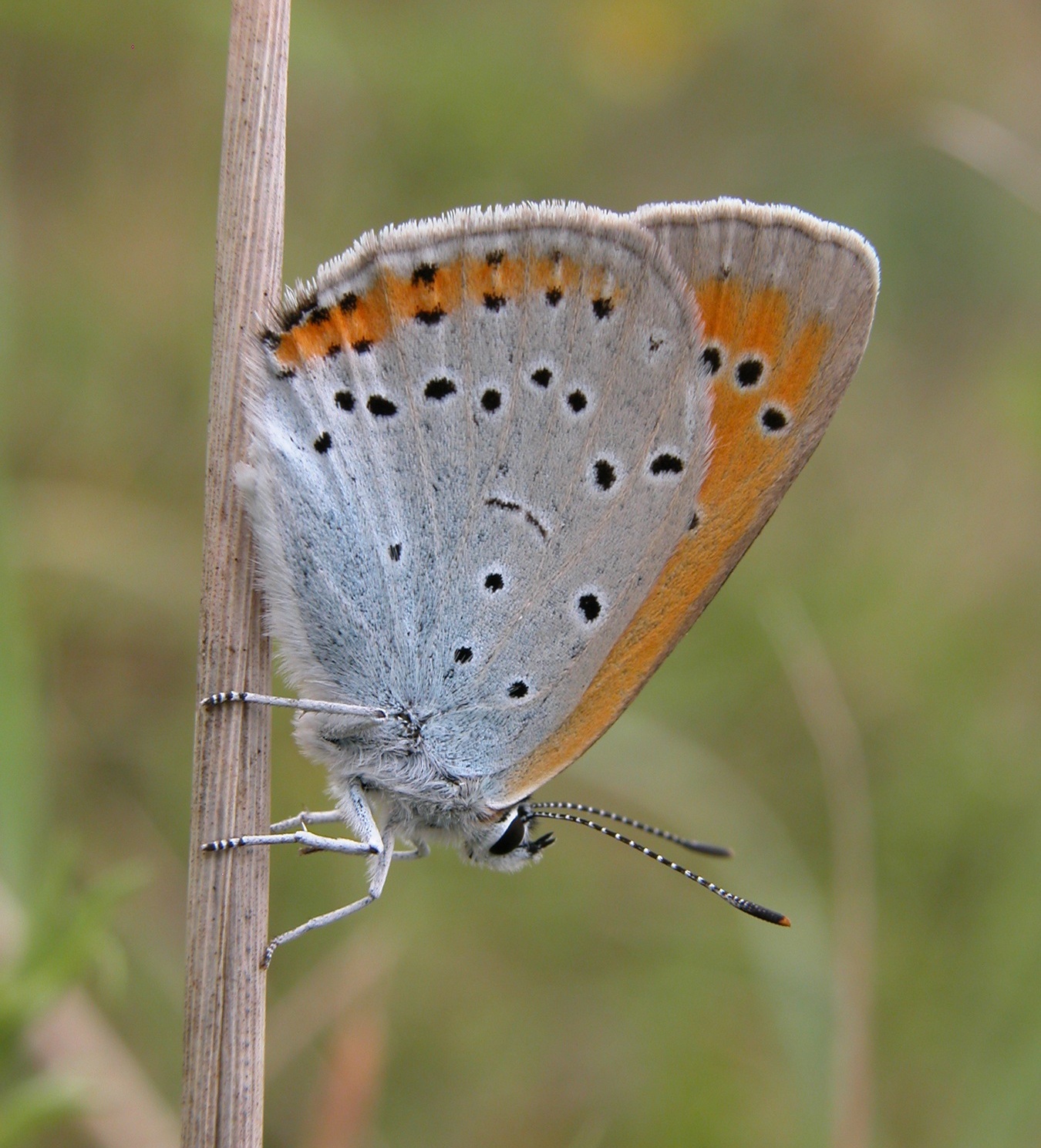 Lycaena_dispar_JLGathoye.jpg