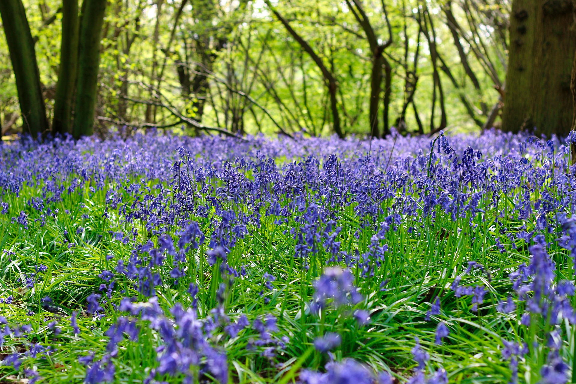 foret_jacinthe_matthewe_slowe_pixabay.jpg
