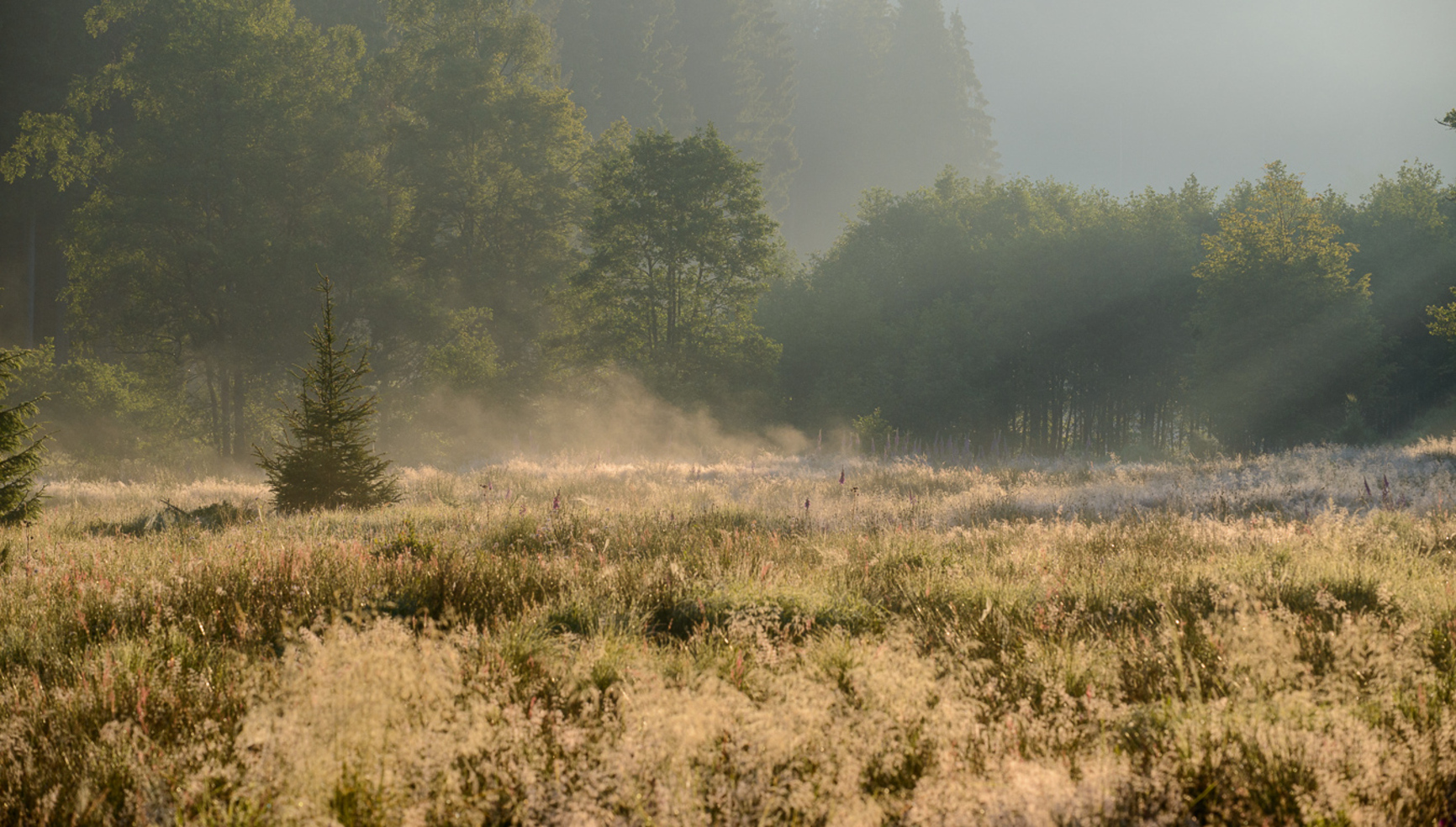 Fange_de_Bubu_Yvan_Barbier.banniere.jpg (Fange de Bubu)