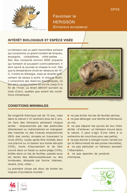 Hérisson en danger - La biodiversité en Wallonie