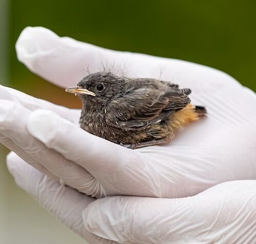 CREAVES_oiseau.jpg