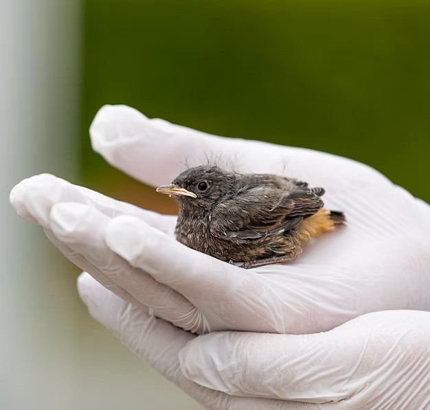 CREAVES_oiseau_banniere.jpg