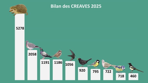 bilan-creaves-2025-image-2-2.jpg