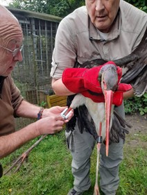 creaves_cigogne_jeanine_Denis.jpg