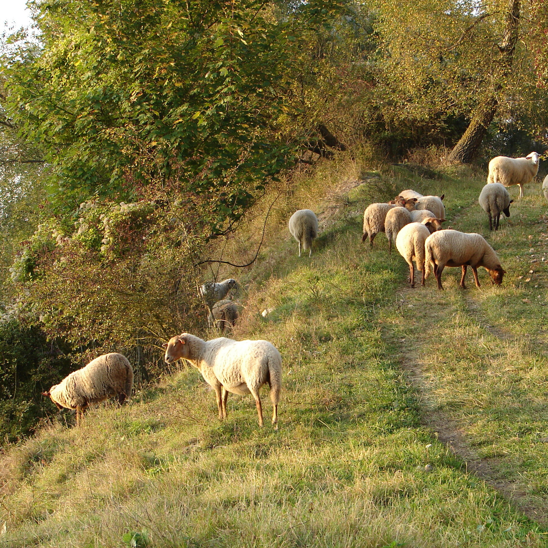 gestion_nature.pave.jpg