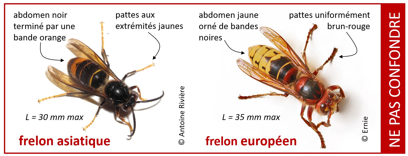 frelons_comparaisons.jpg