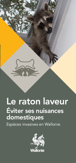 le-raton-laveur-eviter-ses-nuisances-domestiques-coll-especes-invasives-en-wallonie