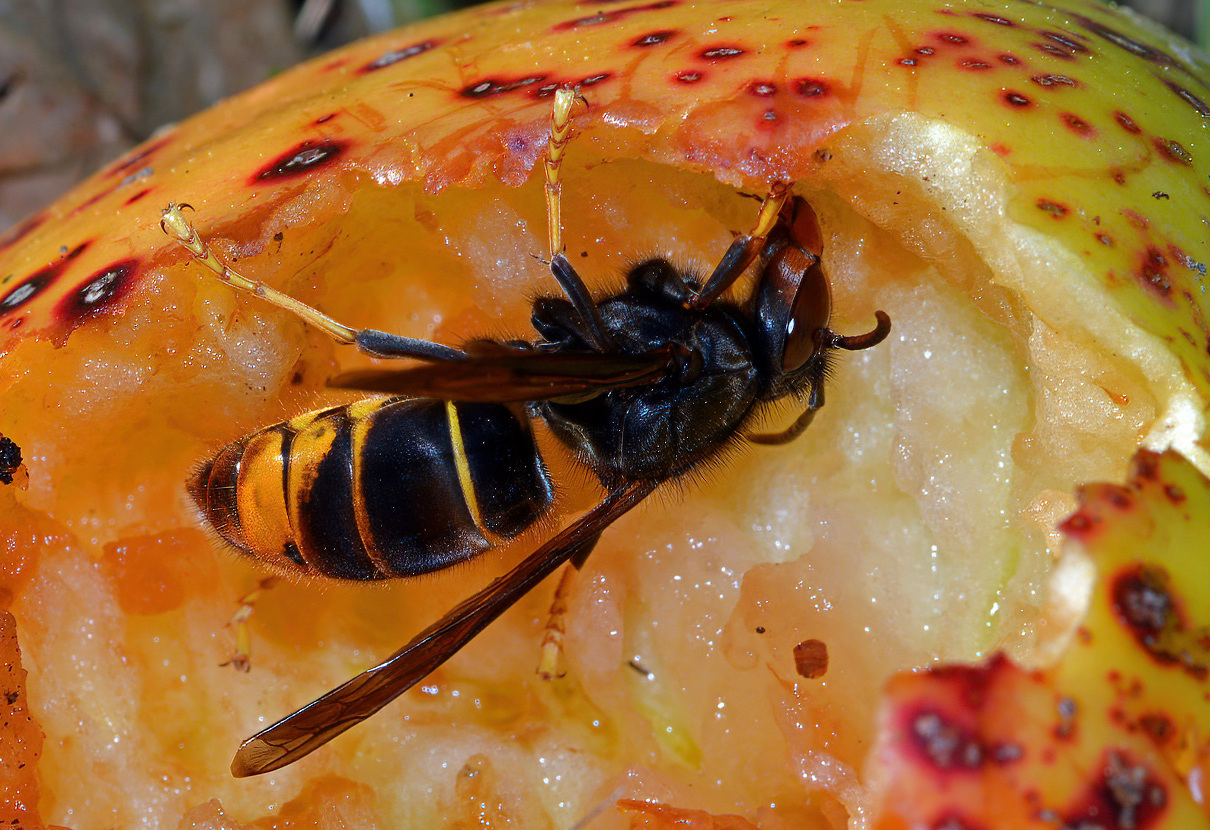 Frelon_fruit_Christophe_Quintin.jpg