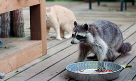 Raton gamelle_iStock.crop.png