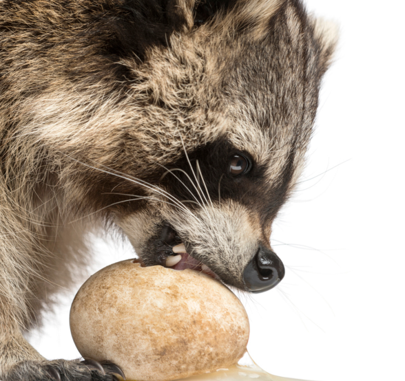 Raton_iStock_bord arrondi.png