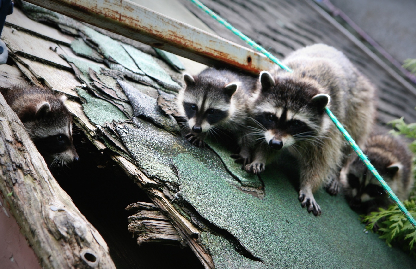 Ratons en toiture_Anthony Maw_vierge.jpg