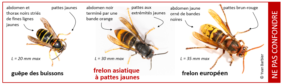 Comparatif.png