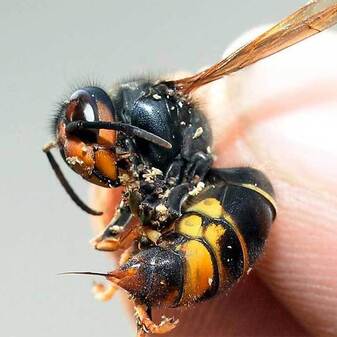 Dard_Erik Le Bervet_miellerie des graves.pave.jpg