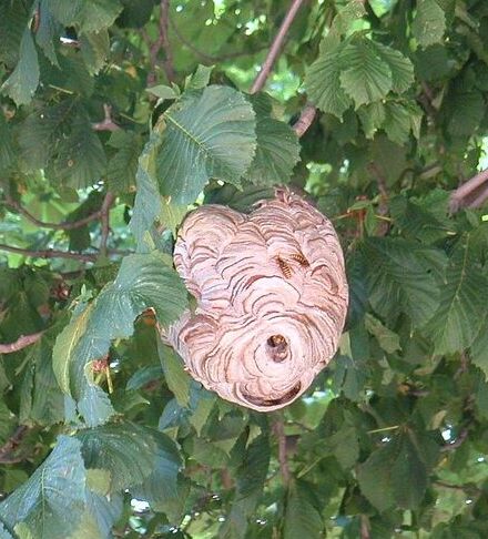 Dolichovespula_media_Nest_wiki_ Abubiju.crop.jpg