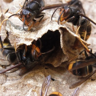 Frelon asiatique_Antoine rivièr.pave.jpg