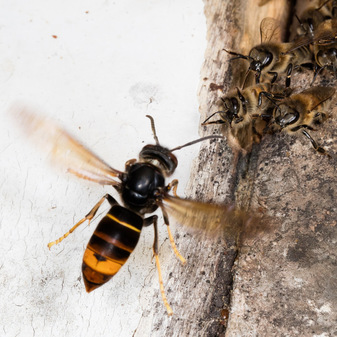 Frelon asiatique_Nicolas Vereecken.pave.jpg