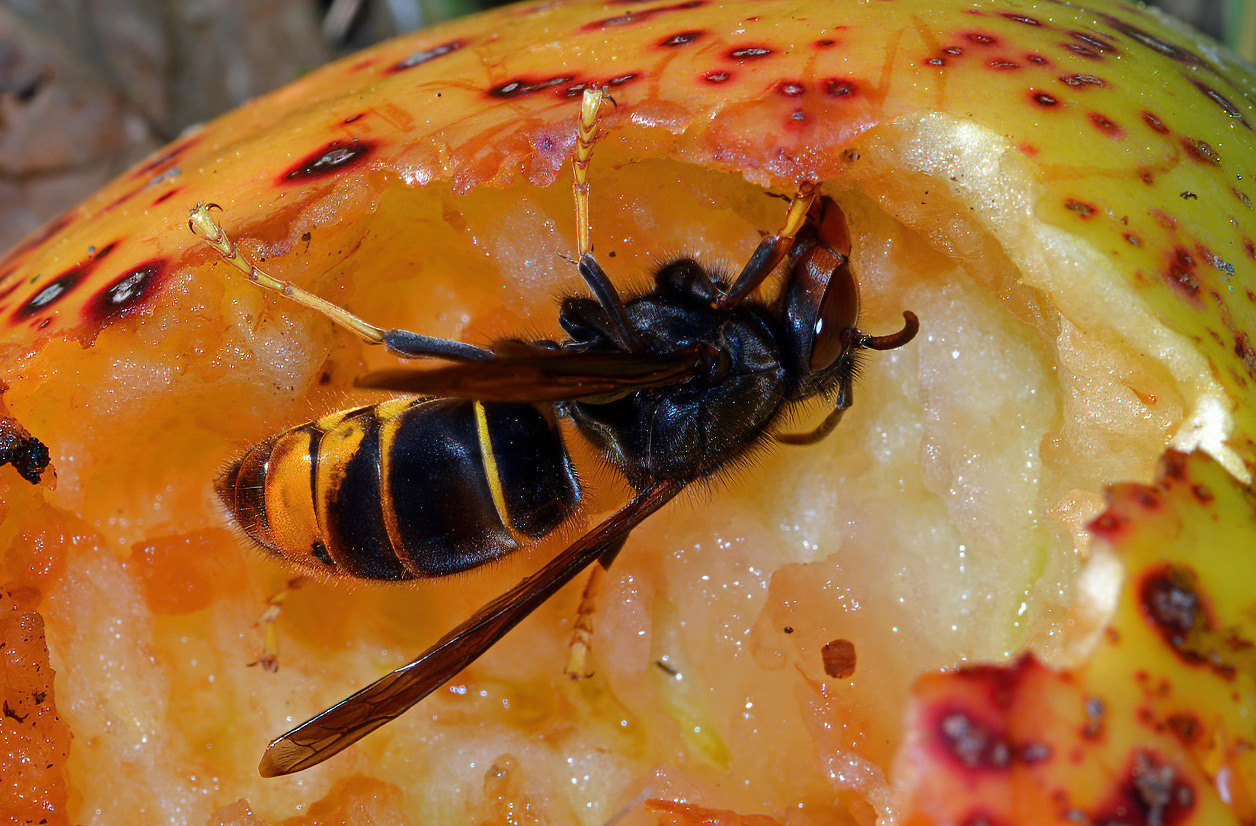 Frelon dans fruit_Flickr_Christophe Quintin.jpg