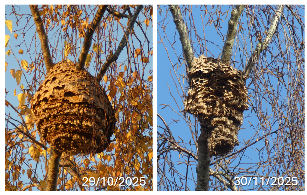 Nid à l'automne_EBranquart.png