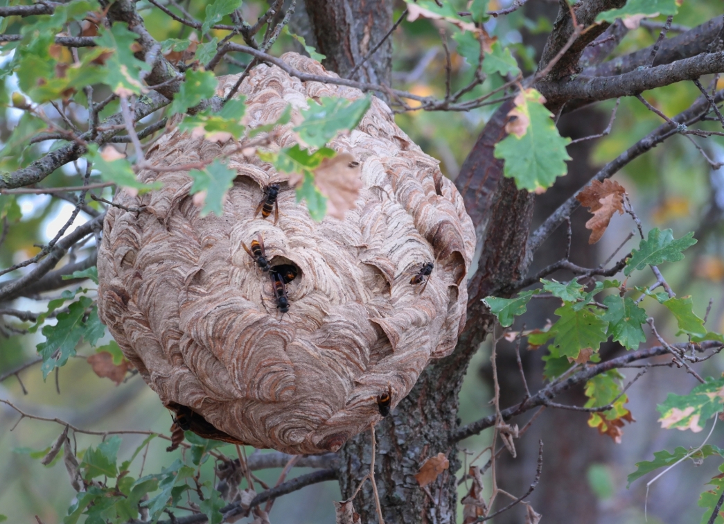 Nid frelon_Luc_Flickr.jpg