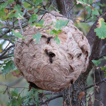 Nid frelon_Luc_Flickr.pave.jpg