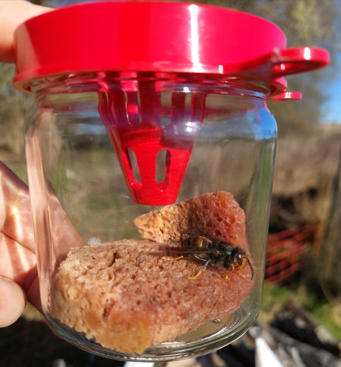 Piège CRAW avec frelon_Simon Dubar.png