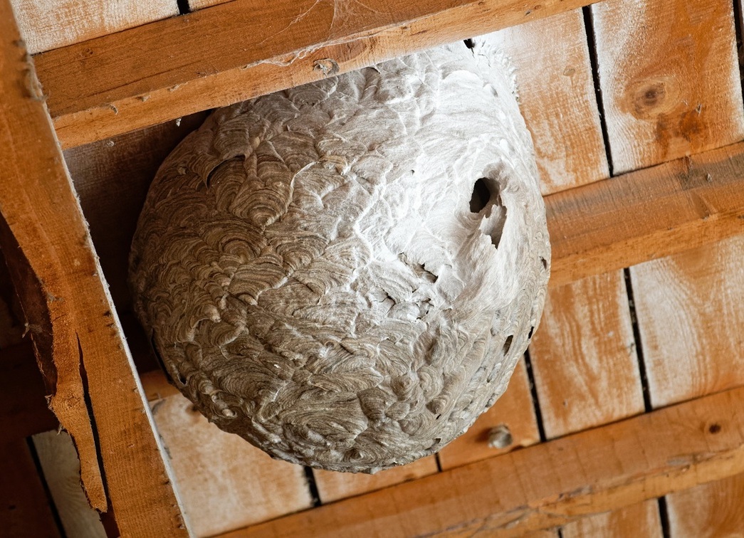 Vespa_velutina_Nid primaire_wiki_Marie-Lan Taÿ Pamart.jpg