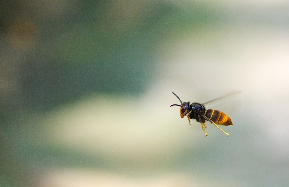 Piégeage de printemps des reines de frelon asiatique à pattes jaunes