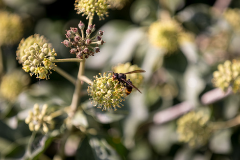 Actualité: Le frelon asiatique en Wallonie : comprendre, agir, coordonner
