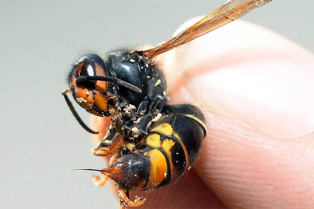frelon_Dard_Erik Le Bervet.jpg