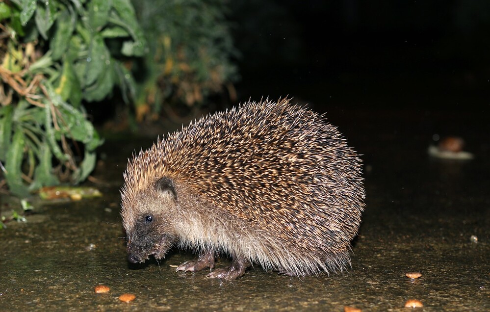 Accueillez un hérisson : un allié 100 % naturel pour votre jardin !