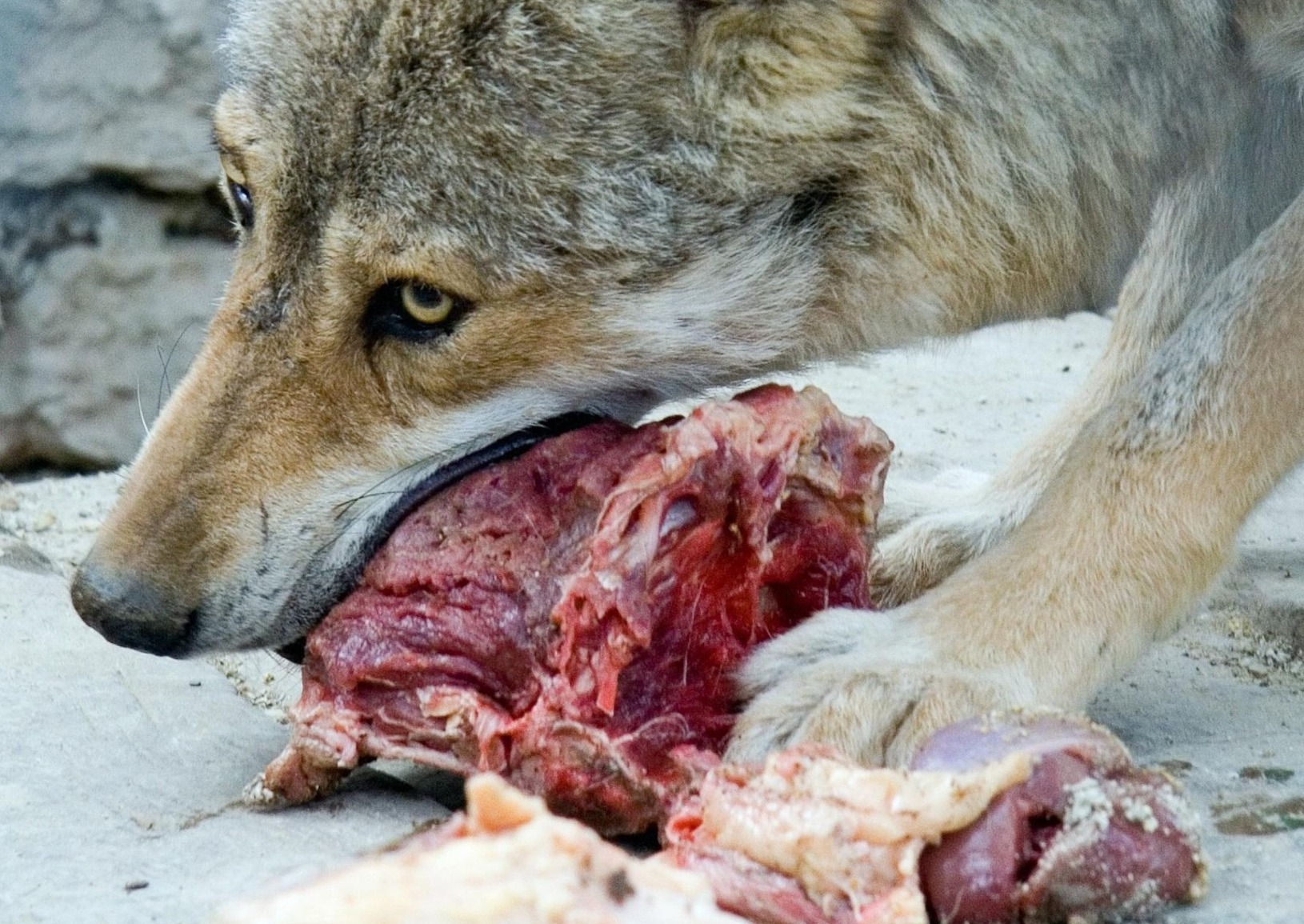 loup_cohabitation_Jarle Eknes from Pixabay.jpg