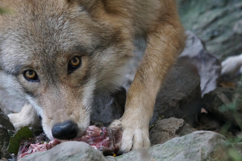 Le loup, entre biodiversité et cohabitation : Une émission de TVLux pour faire le point