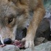 Le loup, entre biodiversité et cohabitation : Une émission de TVLux pour faire le point