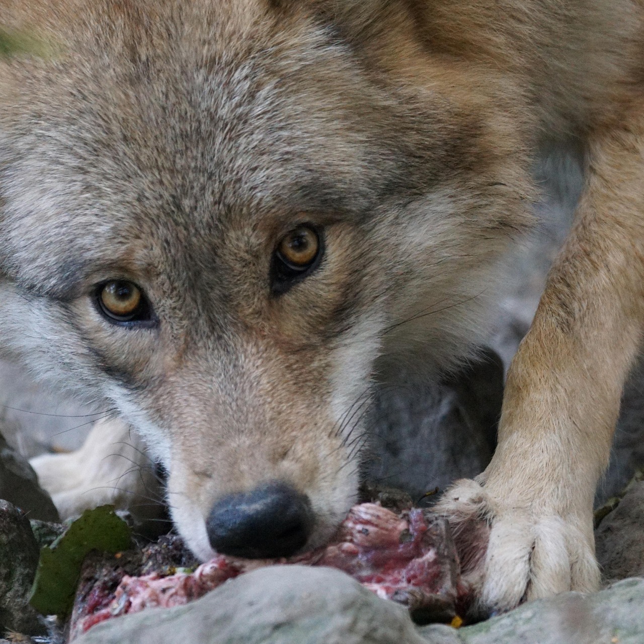 loup_cohabitation_Marcel Langthim from Pixabay.pave.jpg