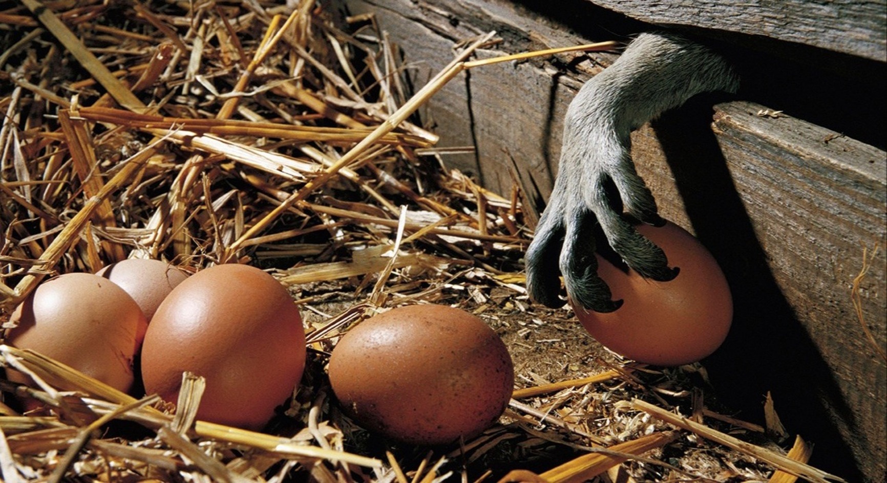 patte raton_Ingo Bartussek.pave.jpg