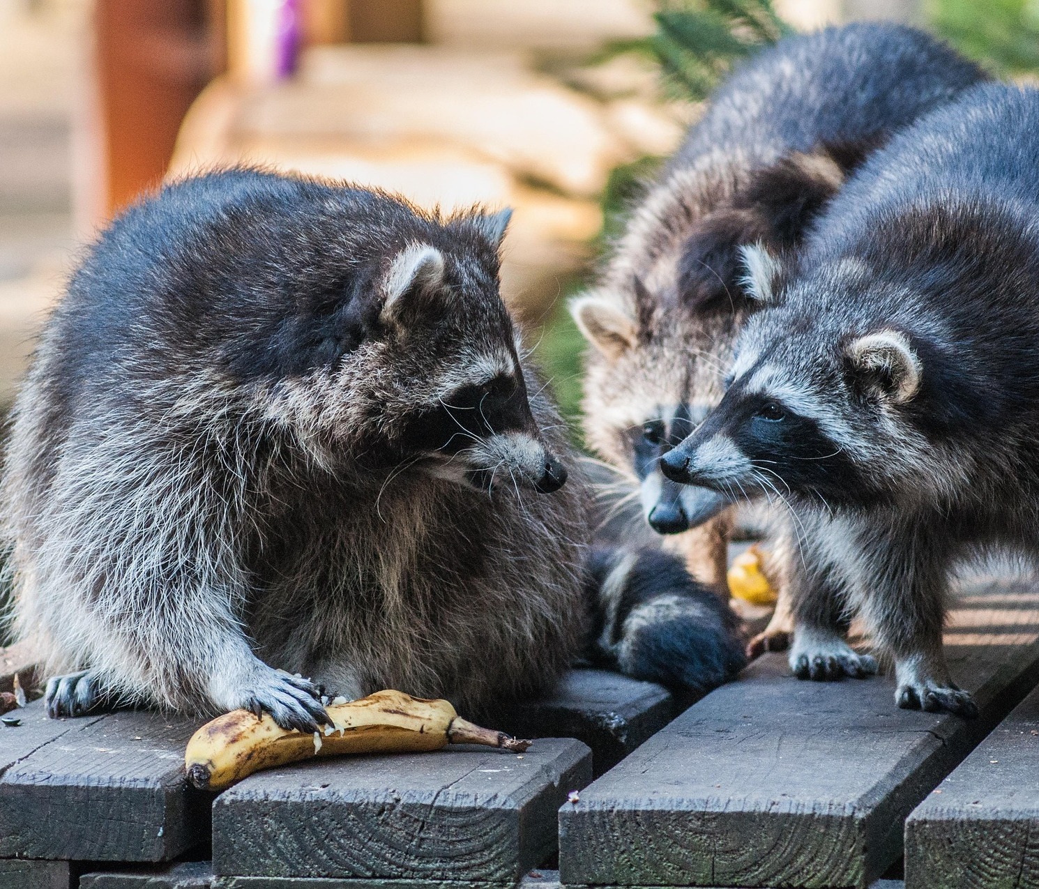 raton_Stefan from Pixabay.jpg