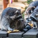 Baylisascariose : un parasite zoonotique détecté chez 1 raton laveur sur 5 en Wallonie - Comprendre les risques et les bons gestes à adopter