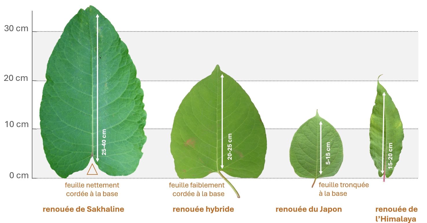 Comparatif 4 renouées.png