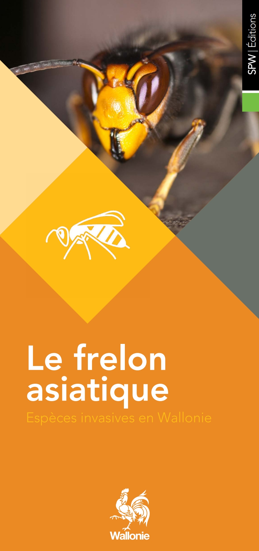 le-frelon-asiatique-coll-especes-invasives-en-wallonie