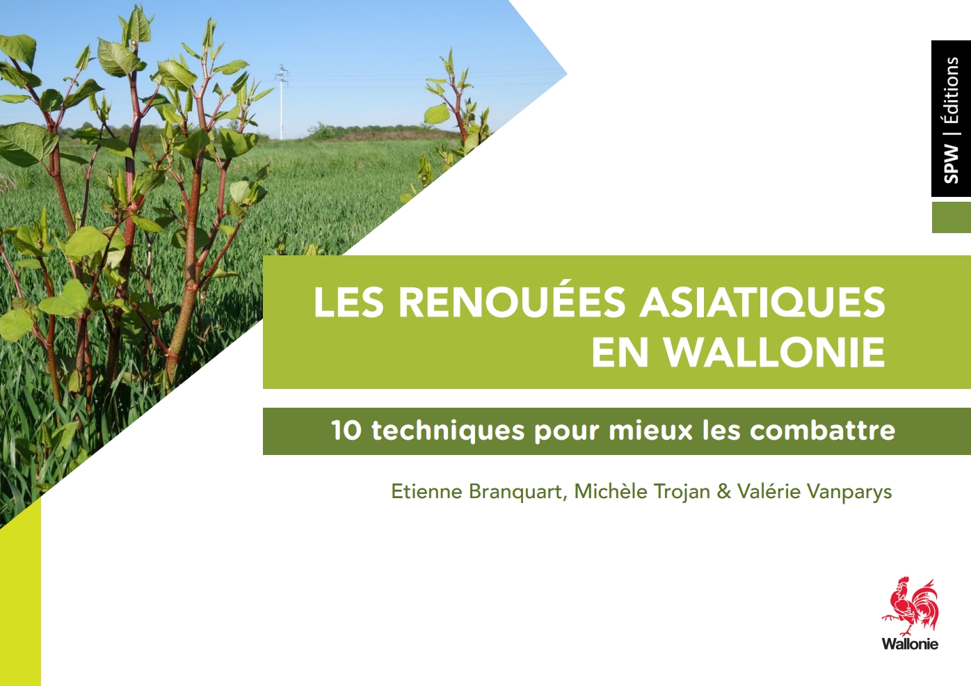 les-renouees-asiatiques-en-wallonie-10-techniques-pour-mieux-les-combattre