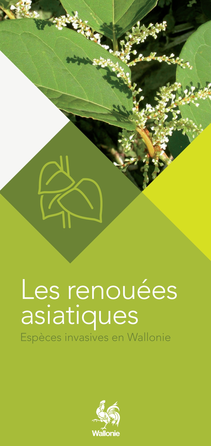 les-renouees-asiatiques-coll-especes-invasives-en-wallonie