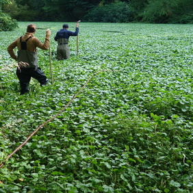 Hydrocotyle_EBranquart_pave.JPG