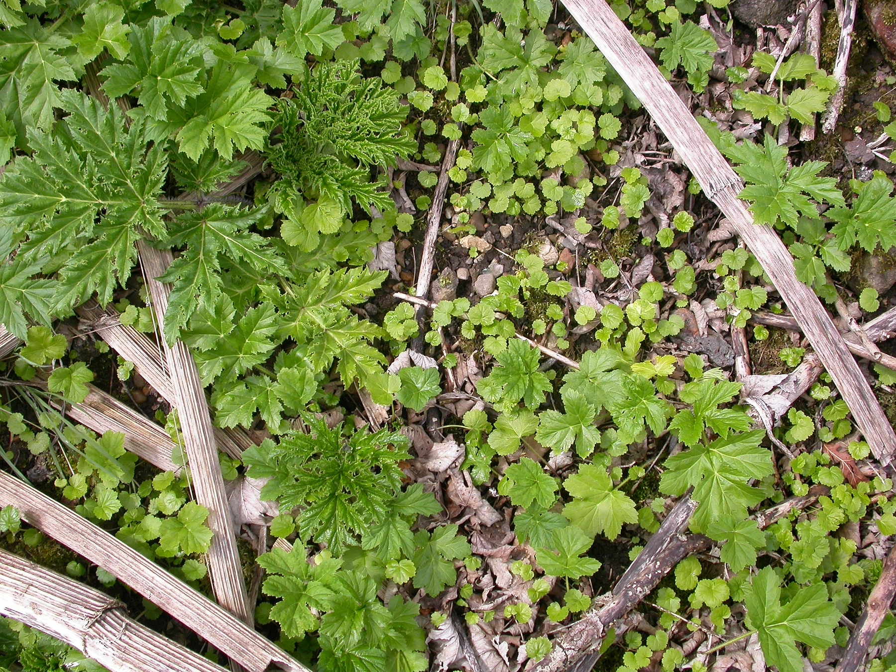 berce_Plantules_EBranquart.jpg