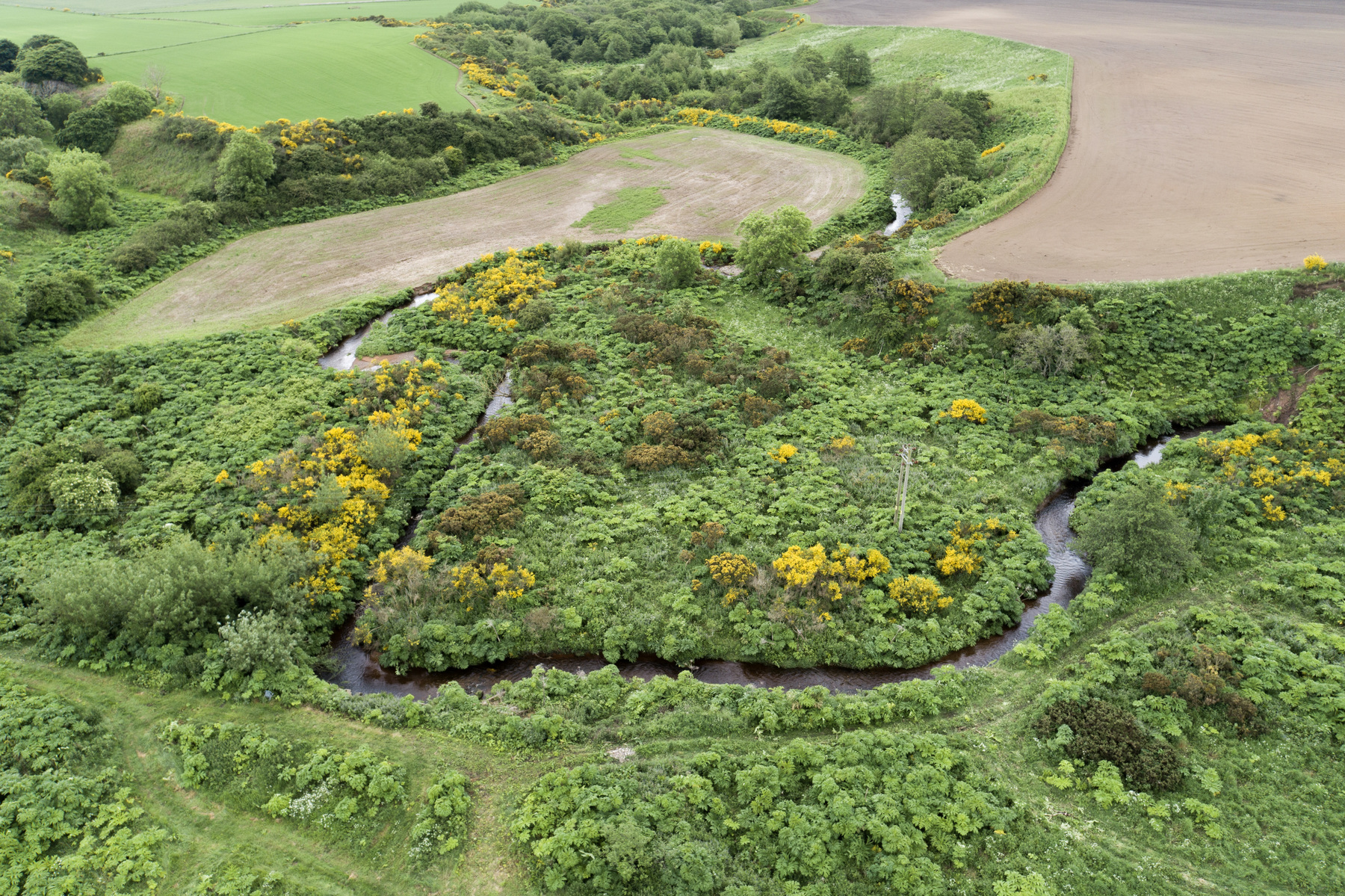 berce_invasion_Scottish_Invasive_Sp_Initiative.jpg
