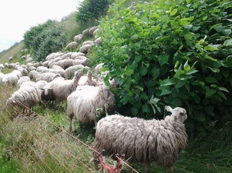 renouee_moutons_Stichting_Probos.JPG