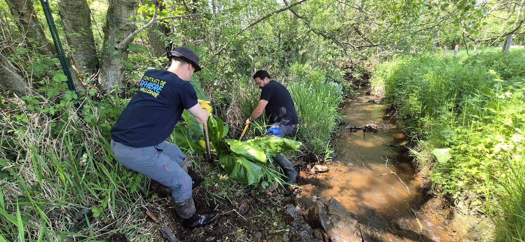EEE_Gestion lysichiton_CRAmblève_EBranquart.jpg