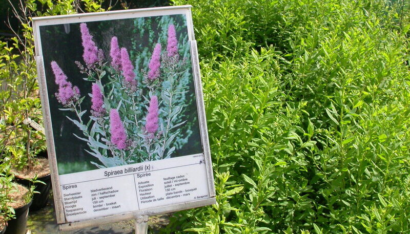 EEE_Spiraea_Ebranquart.copy.JPG